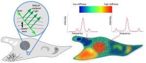 Brillouin microscopy tissue analysis. Image courtesy of Prevedel, European Molecular Biology Lab (EMBL) Heidelberg